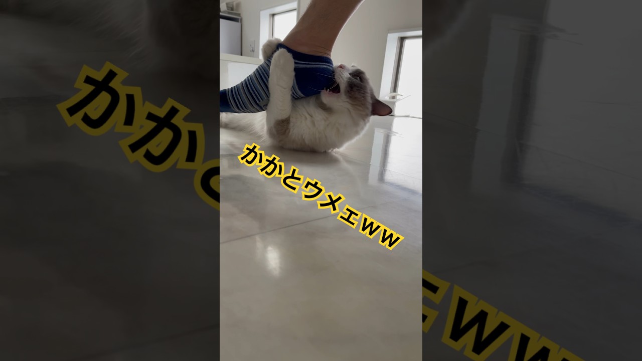 かかとウメェwwな末っ子ラグドール🐈 #cat #猫 #ラグドール #ragdoll #ねこのいる生活 #shorts