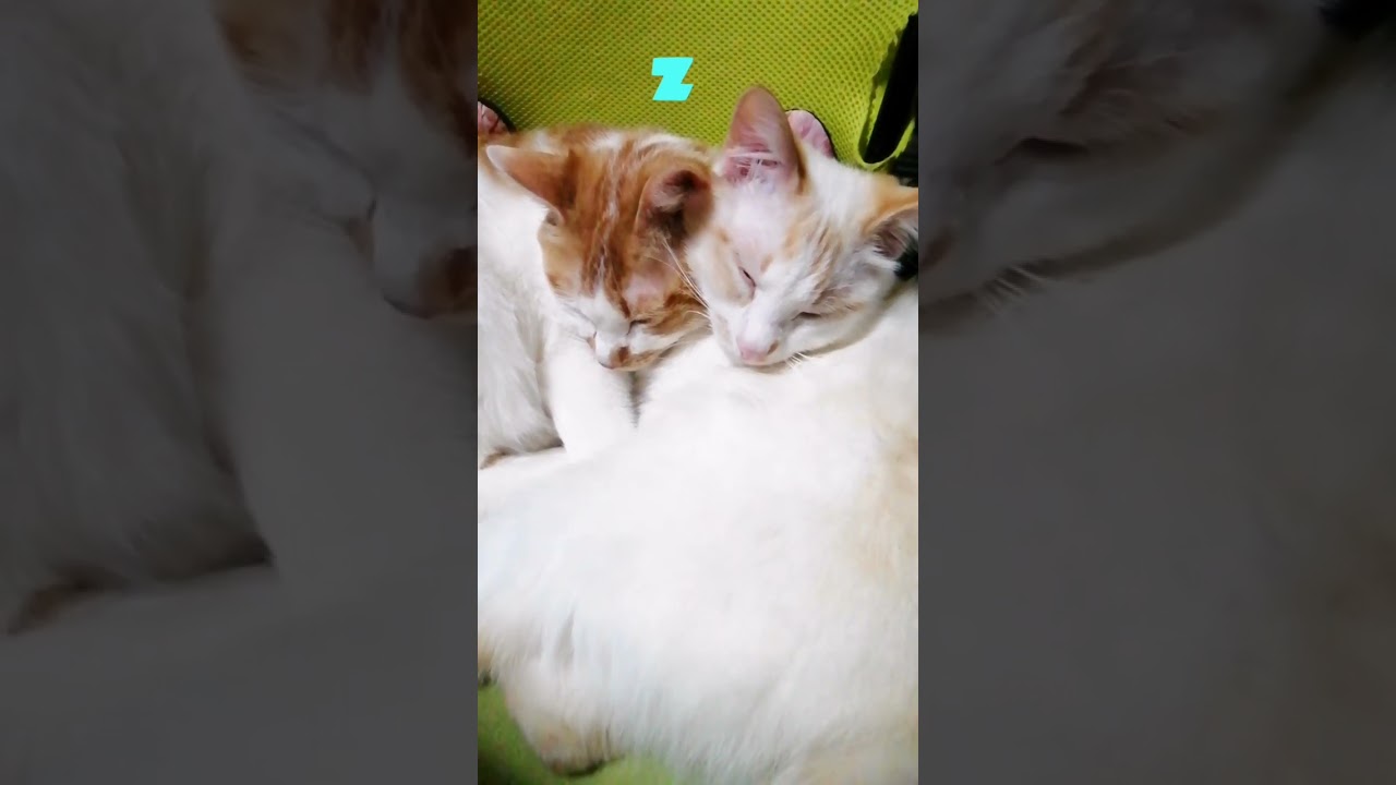 【ねこ動画】頬をくっつけて仲良くおねんねのきなこと子猫のゆきちゃん🐱 #shorts #子猫 #ボブテイル