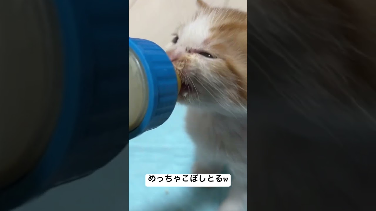 ミルクをめちゃくちゃこぼしてる子猫 #cat #猫 #kitten #保護猫 #子猫 #ねこ #animal #babycat #こねこ #cute #shorts