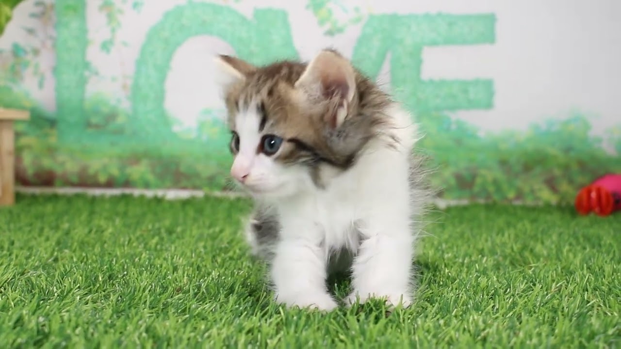 ペットショップcoo&riku No.637813 ノルウェージャン・フォレストキャット