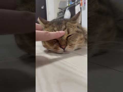 寝ている猫をみつけたら100%やってしまう事…　#shorts