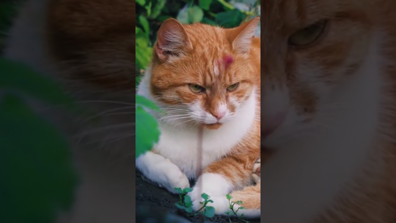 Brown Cat #animals #cat #shorts #birds #relaxing #shortsanimals #new #video #animalsvideo