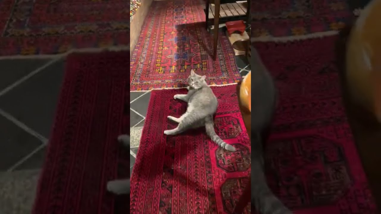 #風の猫　甘えてゴロンして..　撫でてほしい猫…　#shorts