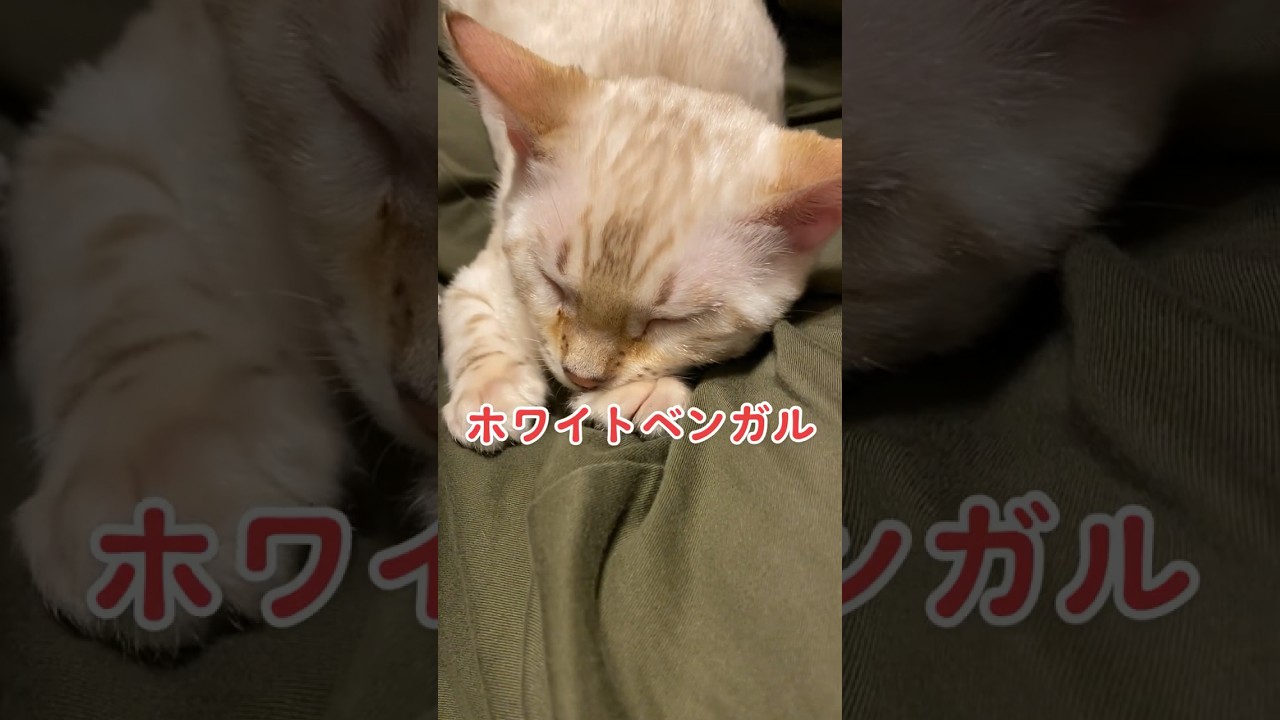 【子猫動画】ホワイトベンガル　生後4ヶ月！　私の一番かわいいところ　ベンガル猫　ネコ　ねこ　#bengalcat #cat #ベンガル #ベンガル猫 #ベンガル子猫 #子猫 #bengal #猫