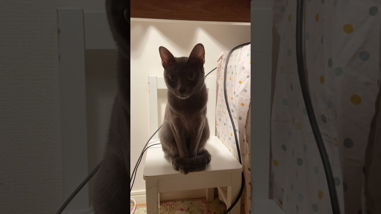 Set up cat chair under the desk #shorts