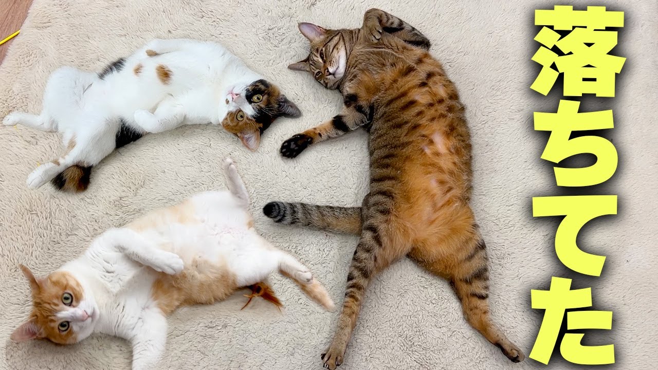 仰向けになった猫が床にたくさん落ちていました。どうしちゃったの…？