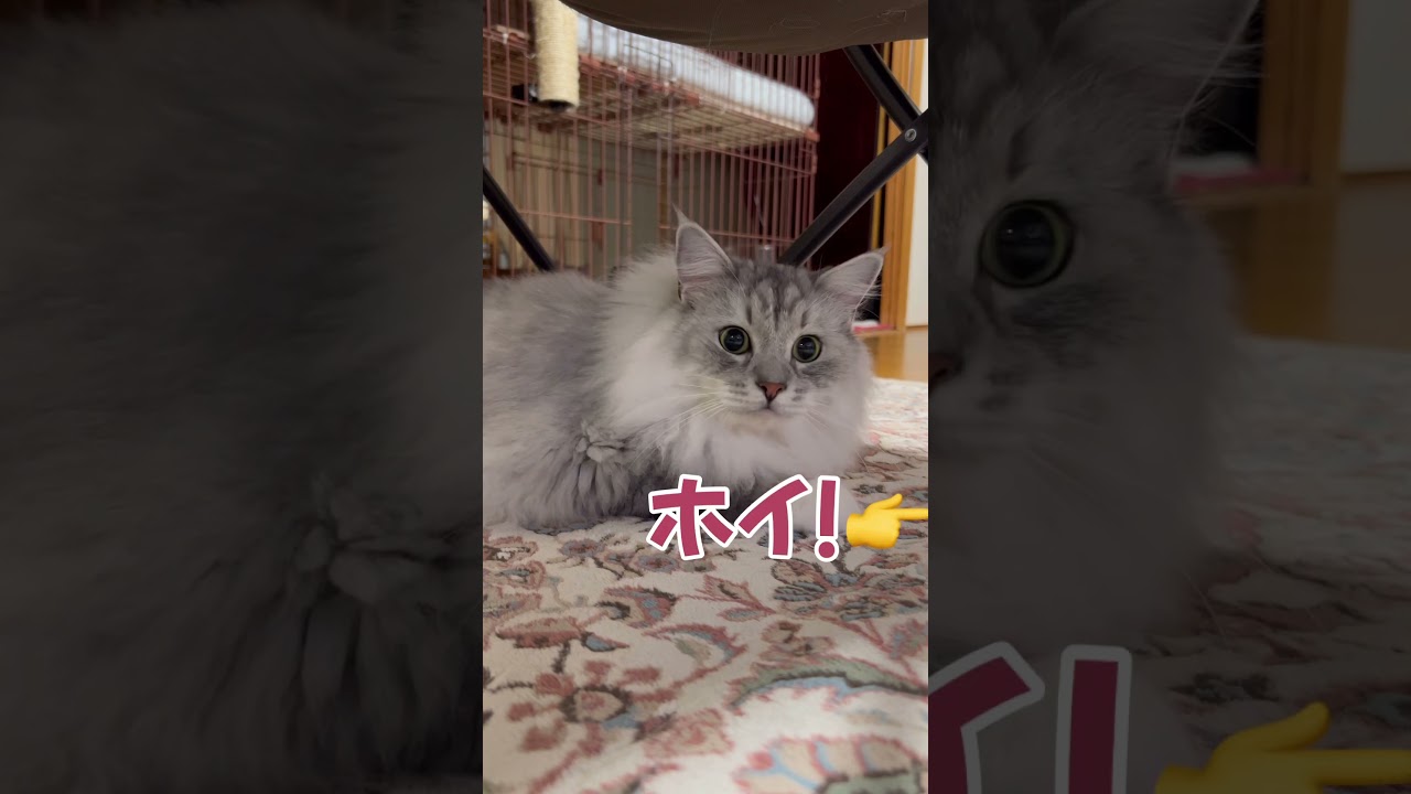 猫とあっち向いてホイ！してみました！#ragamuffin #cat #ねこ #ラガマフィン #ラガマフィン猫 #もふもふ猫三兄弟