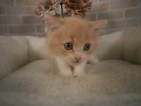 635716 スコティッシュフォールド