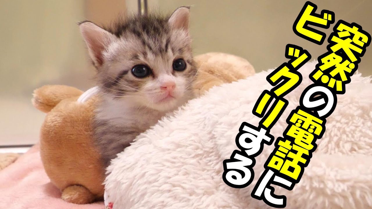 突然の電話にびっくりして起きてしまった子猫たち【赤ちゃん猫　保護猫】
