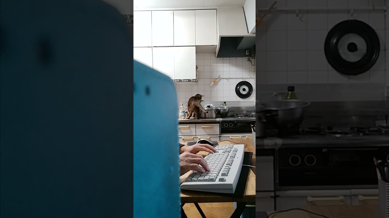 ネコ動画あび＃1393　あびの毎日　アビシニアン　あび