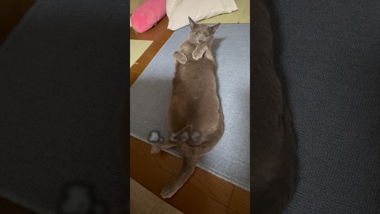 【ロシアンブルー】めろん、新しいモノにガリガリガリガリ🙄【猫】#shorts