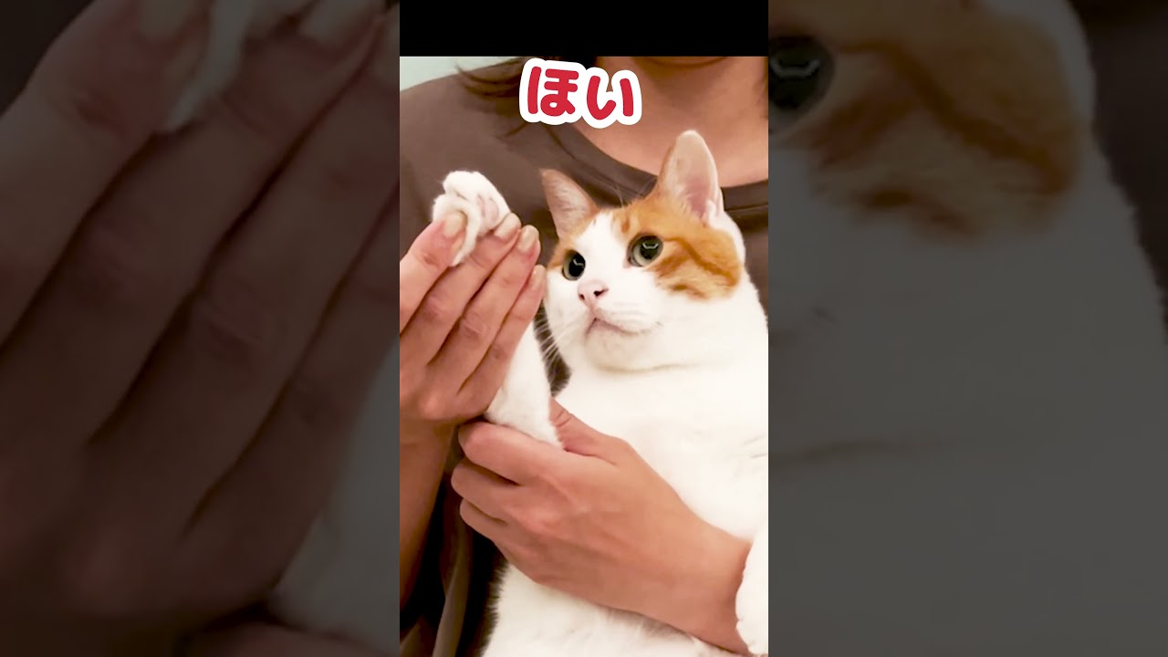 明日もまた見てくださいね！じゃんけんぽん！ #Shorts