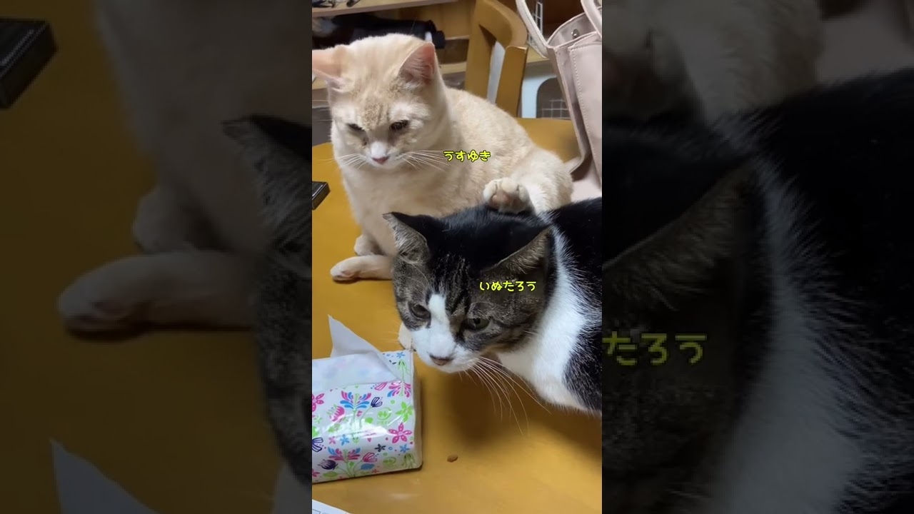 何がどうしてこうなった#shorts #保護猫 #cat