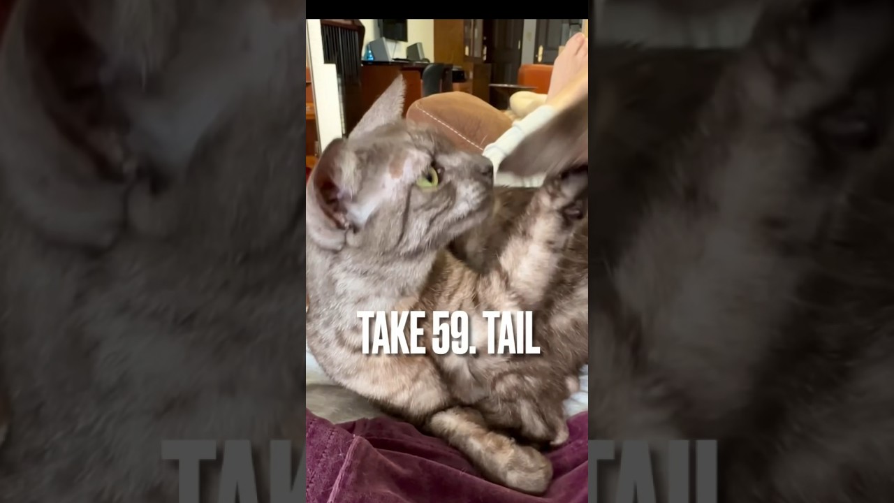 #しっぽ で遊ぶ #猫 にゃ😆 #playingcat #ねこ #funnycat #エジプシャンマウ #tail #shorts