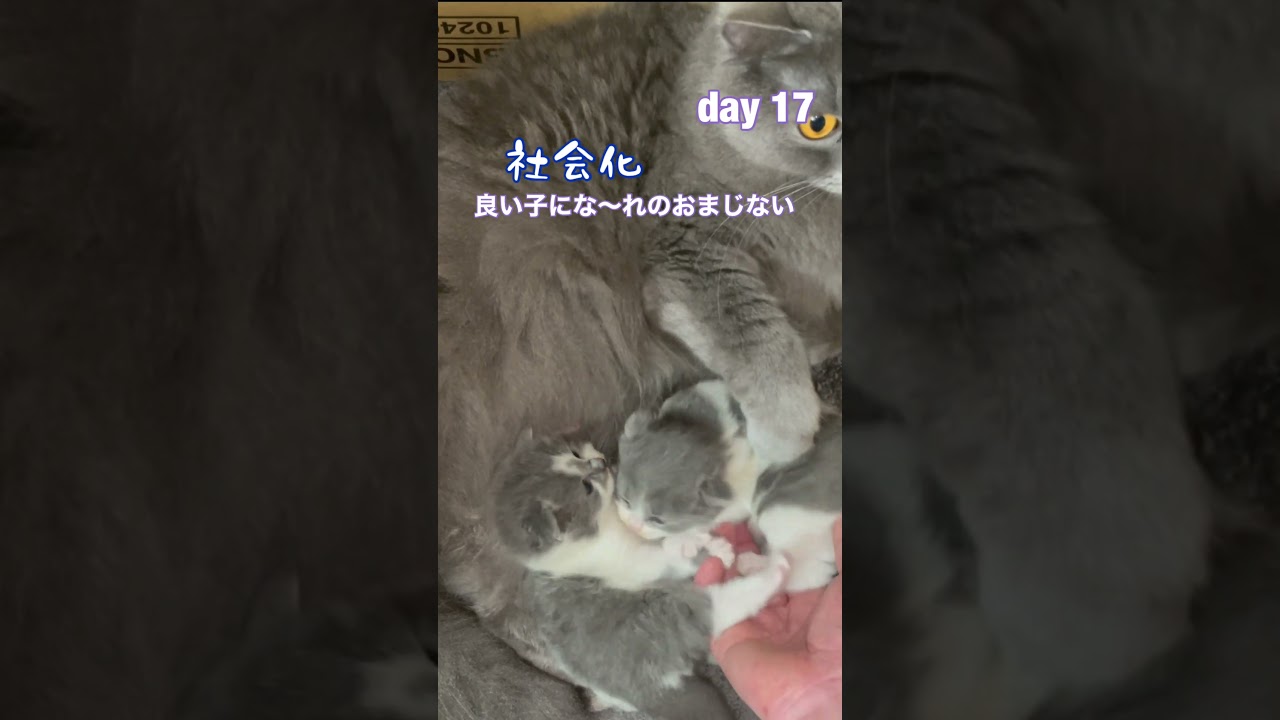 【無理なく子猫をいじれば良い子になる】シャルトリューとブリティッシュの子猫兄妹#shorts
