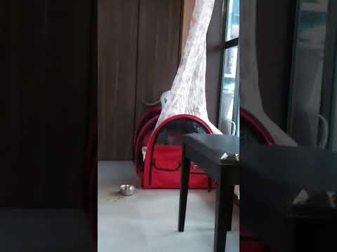 7月7日生まれのライラックポイントのじゃれ合い