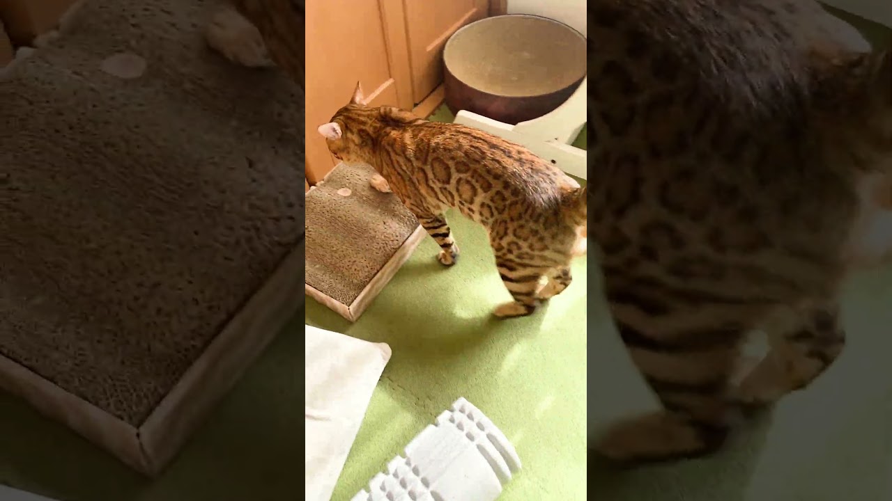 何かを訴えるベンガル猫についていったら #shorts