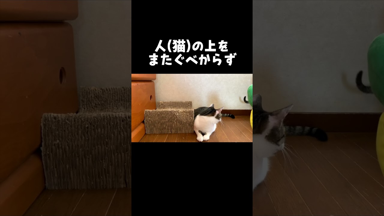 子猫が先輩猫の上をまたぎまくった結果…