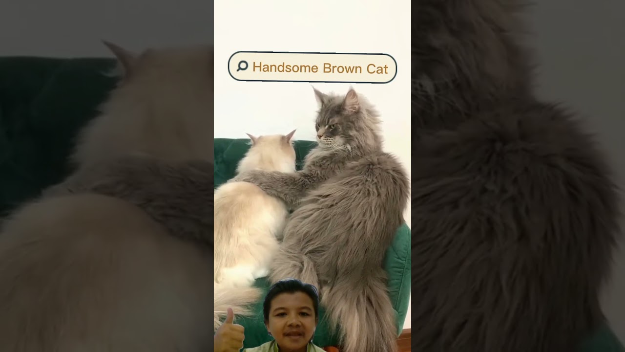 Handsome Brown Cat #shorts #cat #catvideos