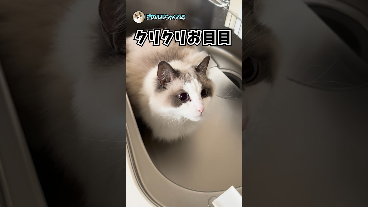 流しの中で目をまん丸にする猫 #shorts #ラグドール