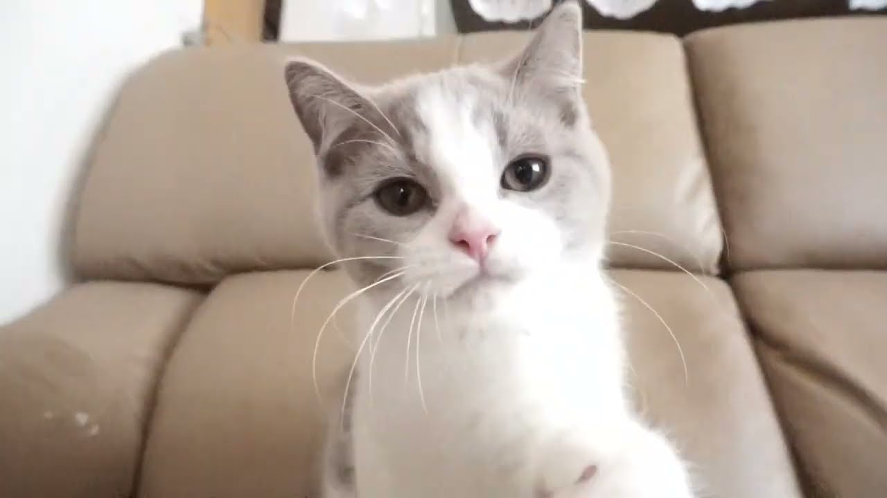 ブリティッシュショートヘアー子猫　British Shorthair　2023.2.27産まれ　ライラック&ホワイト　男の子　シーダキャット猫のお店