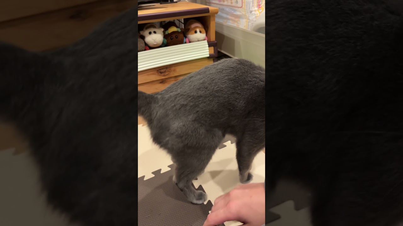 【ロシアンブルー】おみいをなでなで