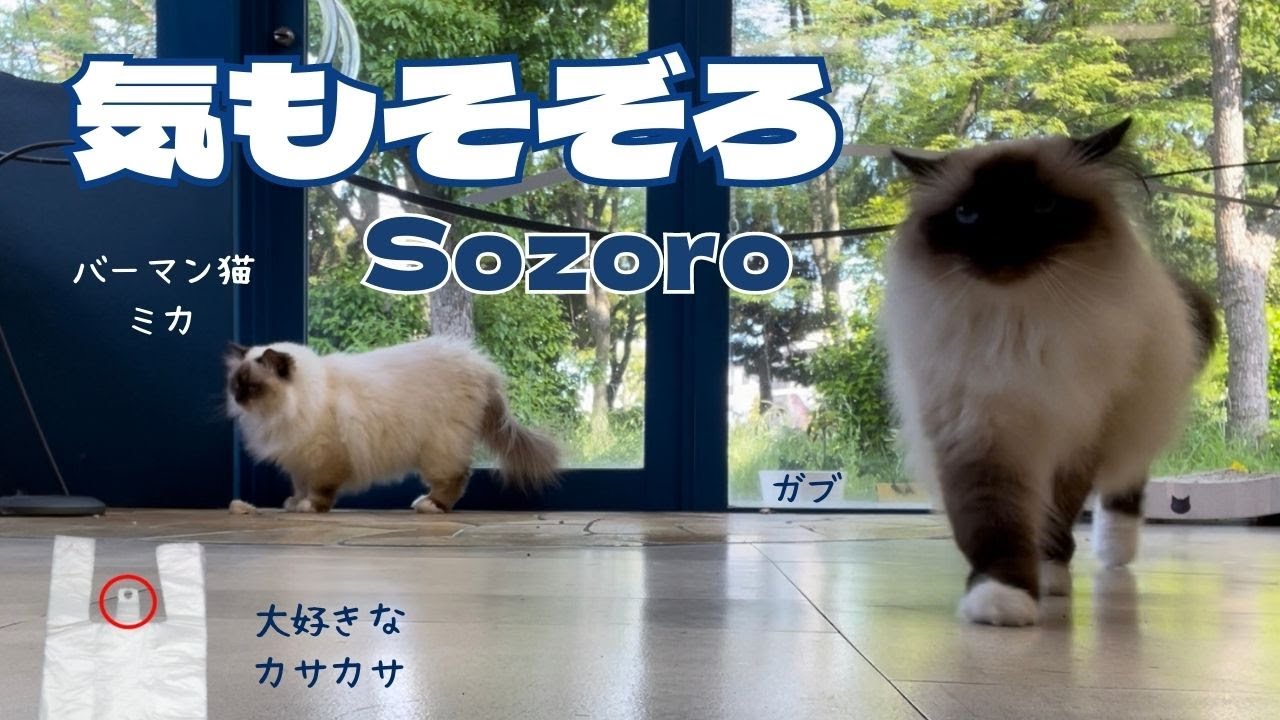 バーマン猫ラフとガブとミカ【気もそぞろ】Sozoro（バーマン猫）Birman/Cat