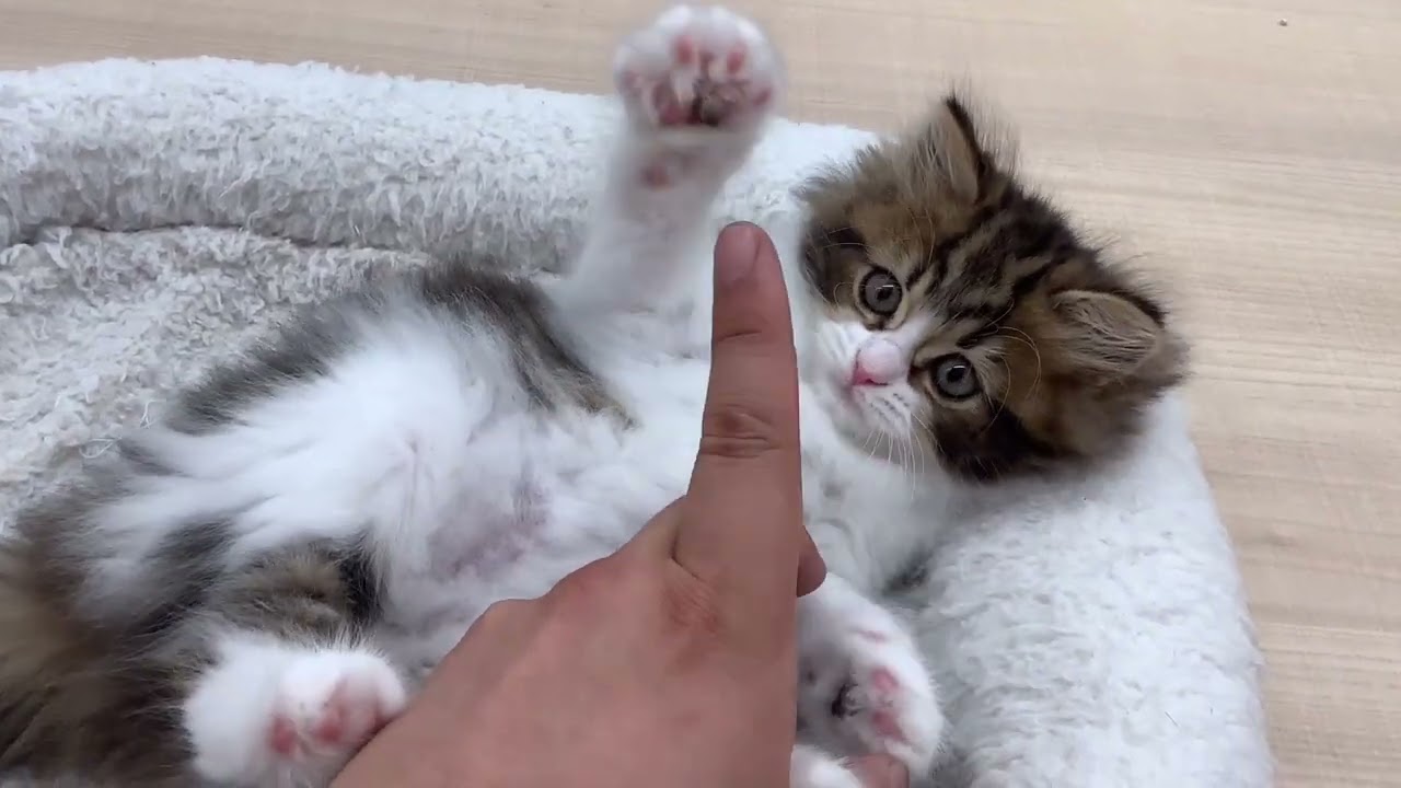 【サイベリアン】の猫パンチ