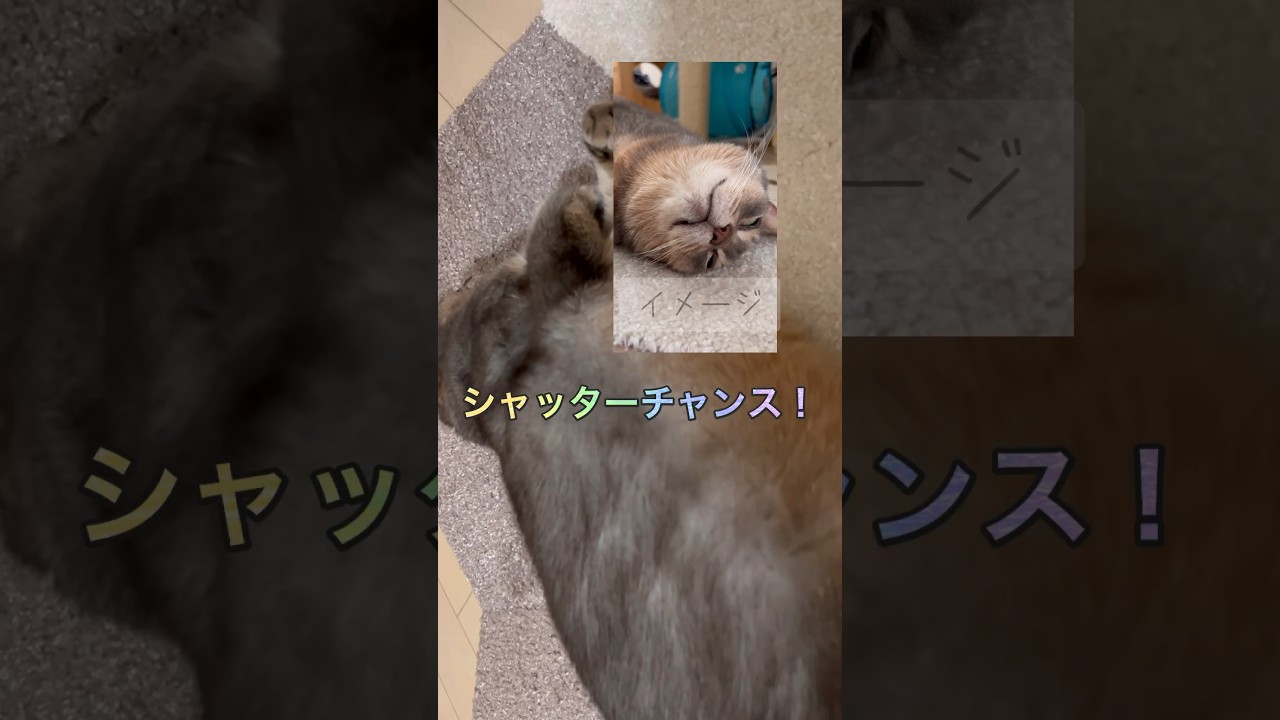 シャッターチャンス #shorts #猫動画 #アビシニアン #cat #まな猫