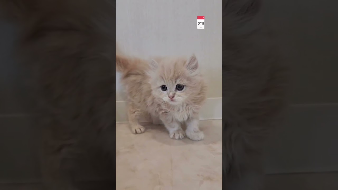 【今日もふ】ふんわりカール耳♡キンカロー女の子【2022年12月16日】