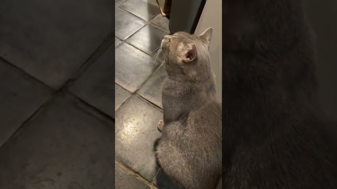 #風の猫　ゴロンして..　撫でてもらいたい猫…　#shorts