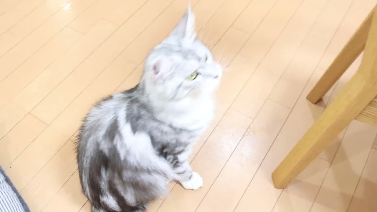 シルバーのメインクーン姉妹