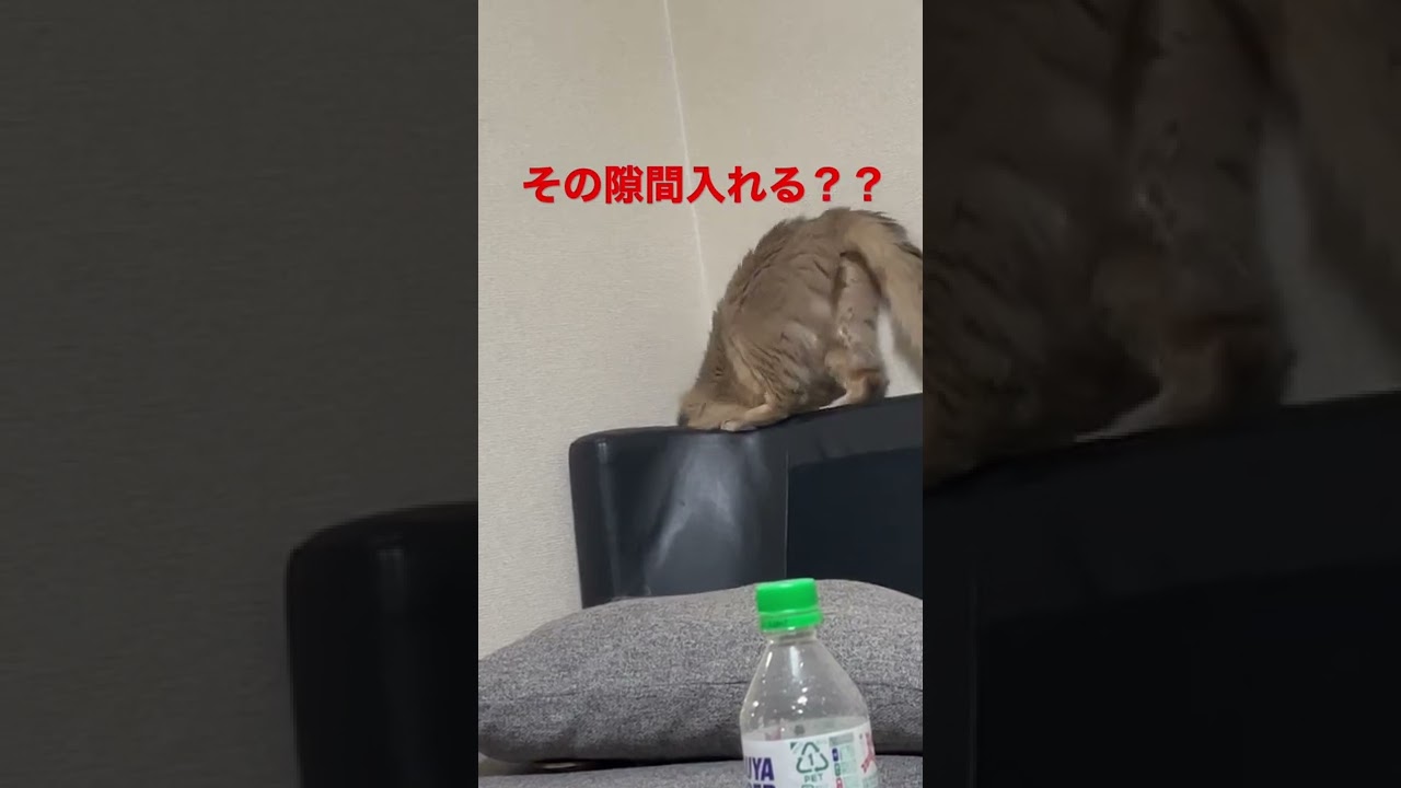 隙間入ろうとしたら事件おきたwww#ソマリ #猫