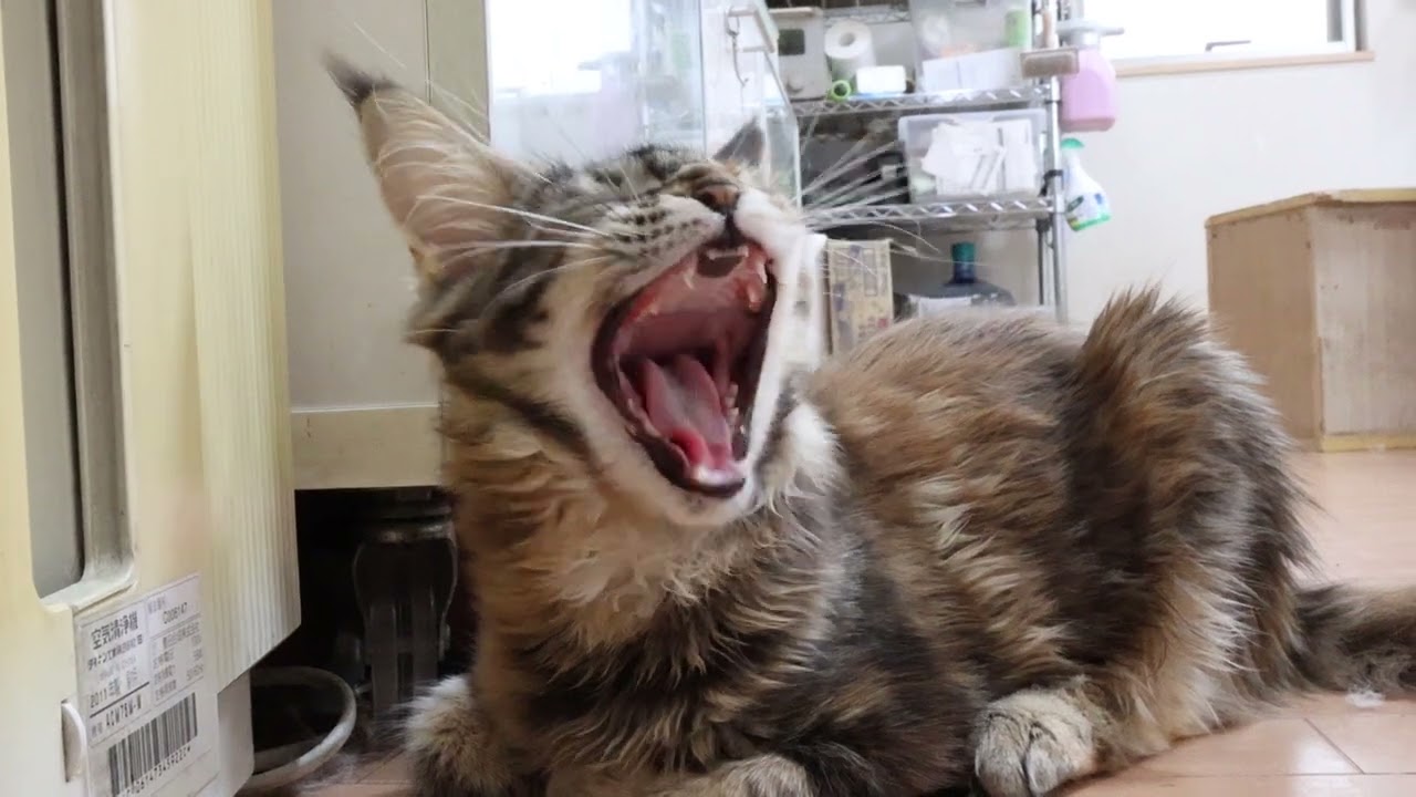 生後5ヶ月メインクーン子猫のイドウナちゃん