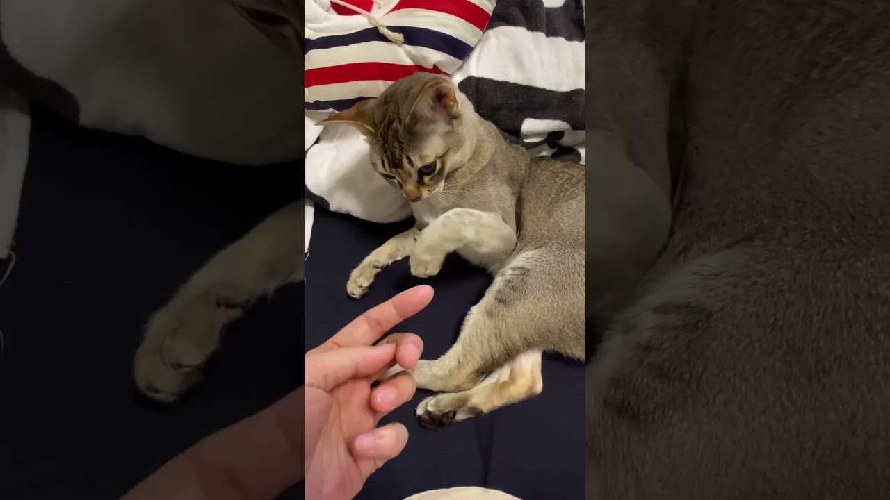 【シンガプーラ】セラ社長にちょっかい出してみた #animals #singapura #cat #pets #猫