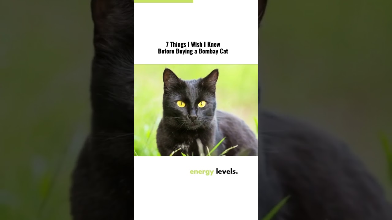 7 things i wish i knew before buying a bombay cat