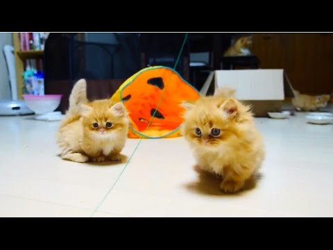 【マンチカンズ】マンチカン子猫の追いかけっこ~kittens playing tag~