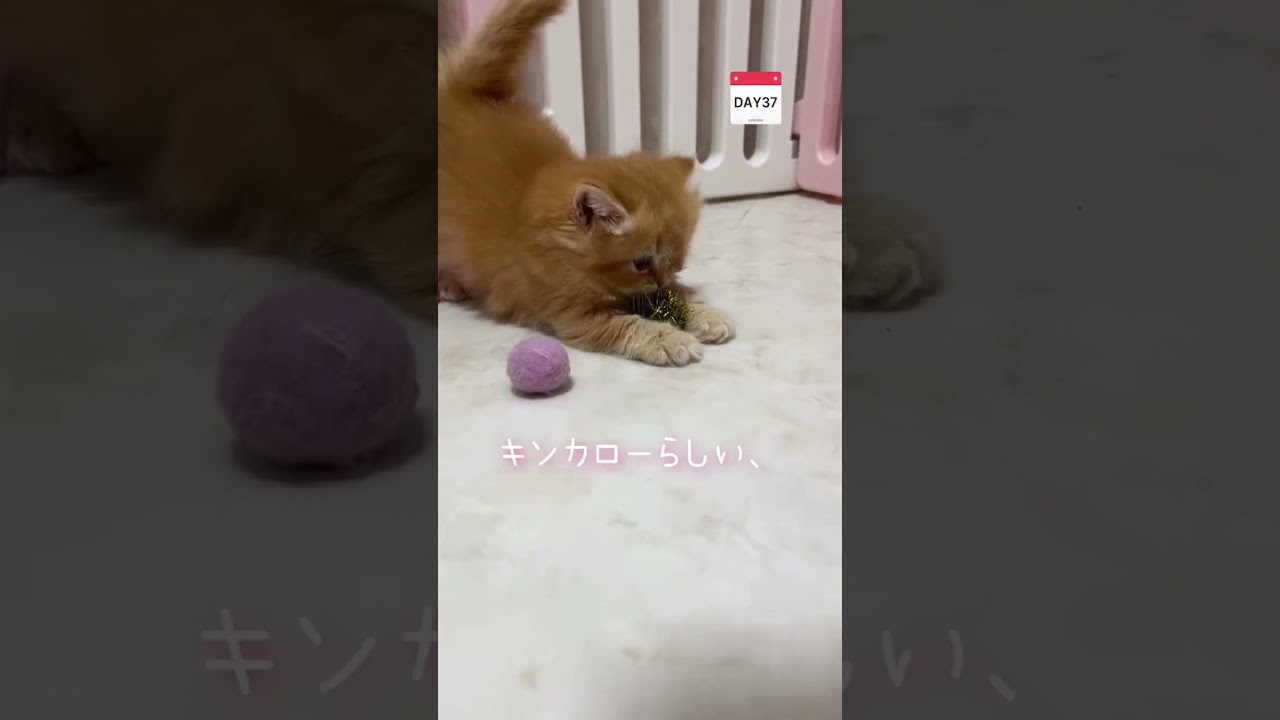 【今日もふ】やさしい垂れ目♡長足キンカロー女の子【2022年12月14日】