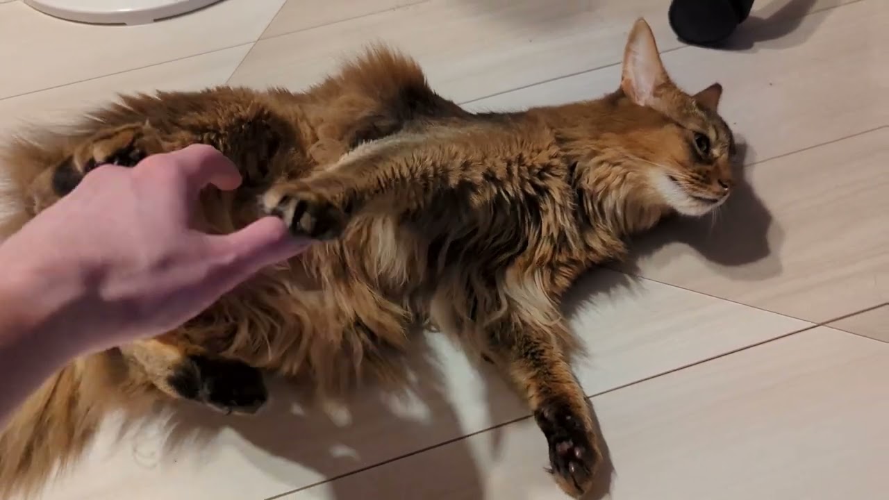 【509日目】ダメです！ #ソマリ #cat
