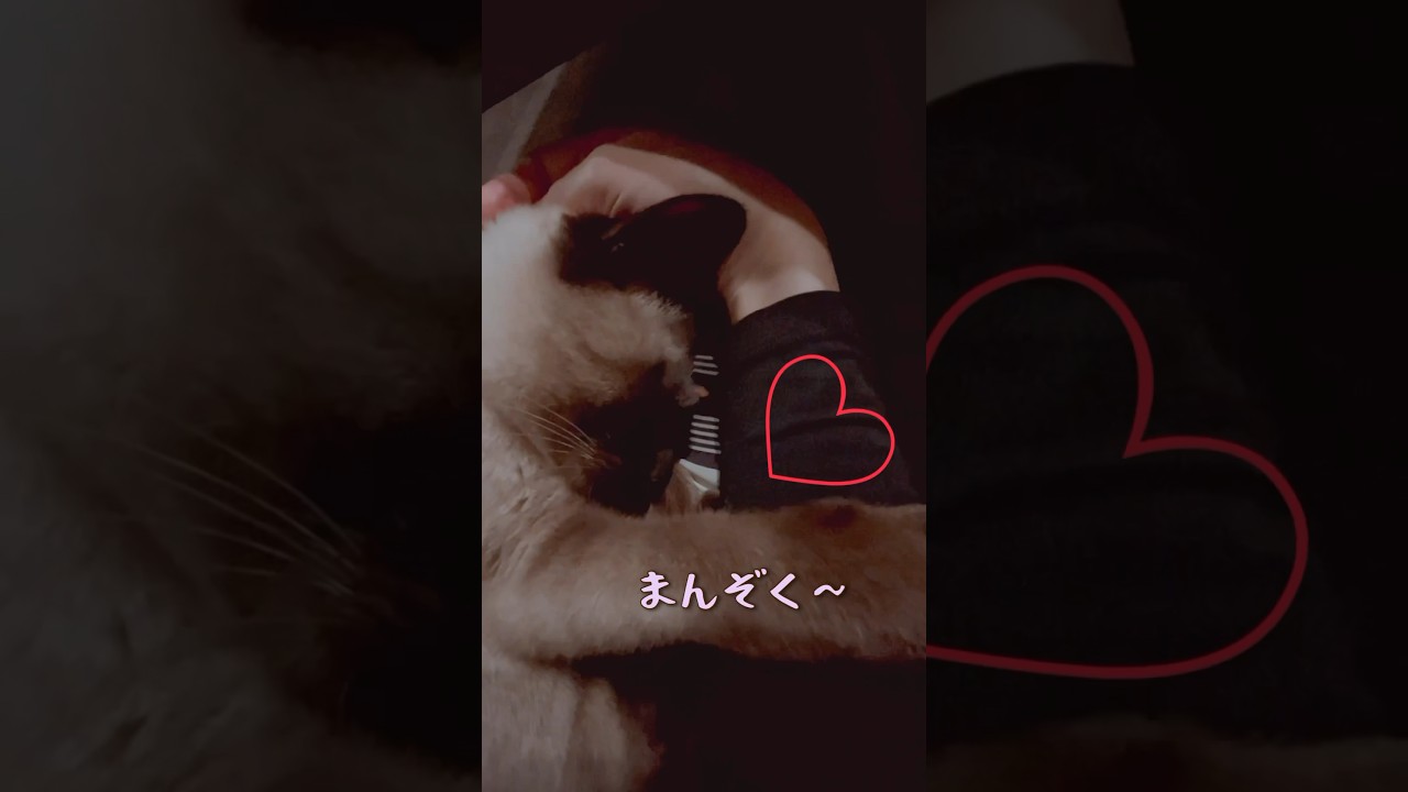 ママの手が大好きな猫♡#保護猫 #シャムミックス #short