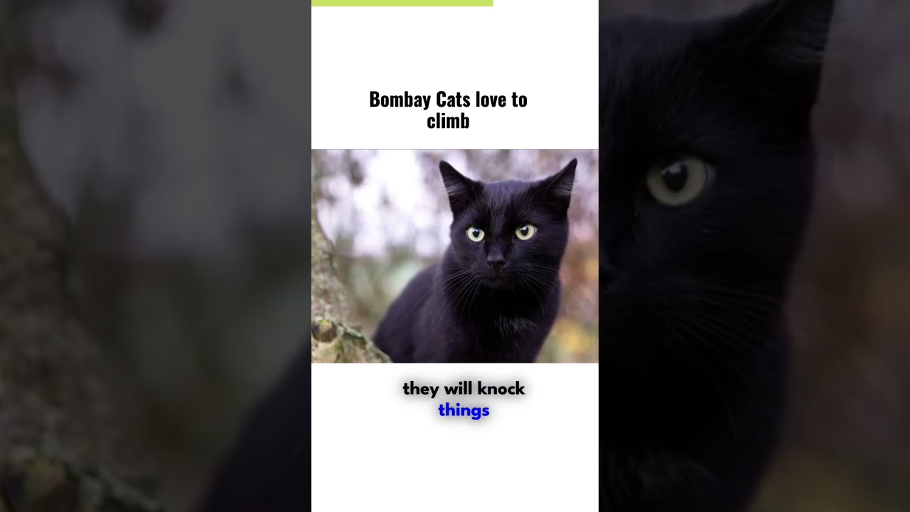 bombay cats love to climb