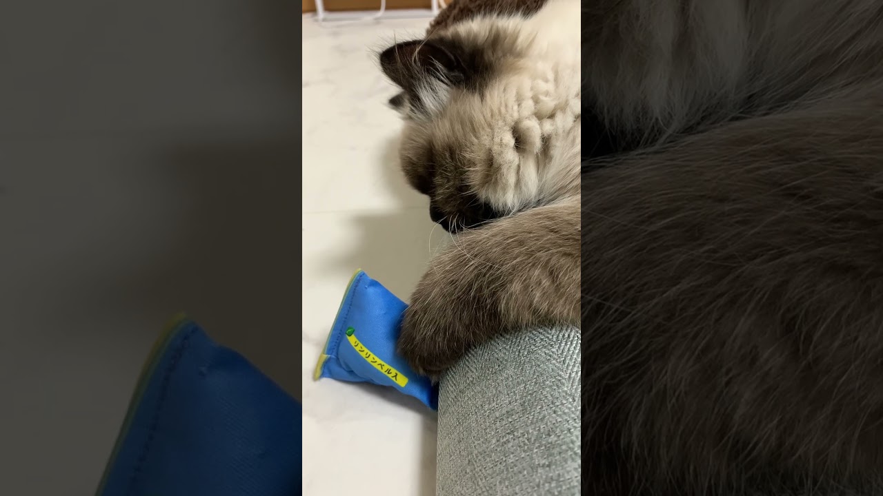 遊びたいけど眠たい #猫 #ヒマラヤン #shorts