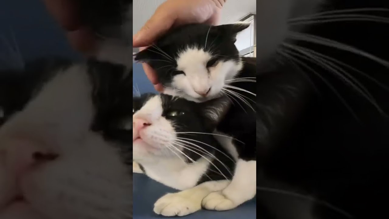 港のピカピカの一年生 🎶好きな子おる？🎶♬ Japanese cats #shorts