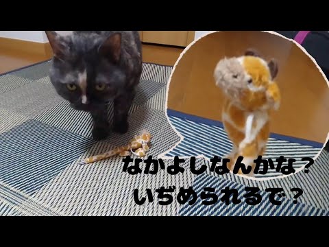 【セルカークレックス】せらちゃんはキリンさんが好きです🤗【せらのりたま】