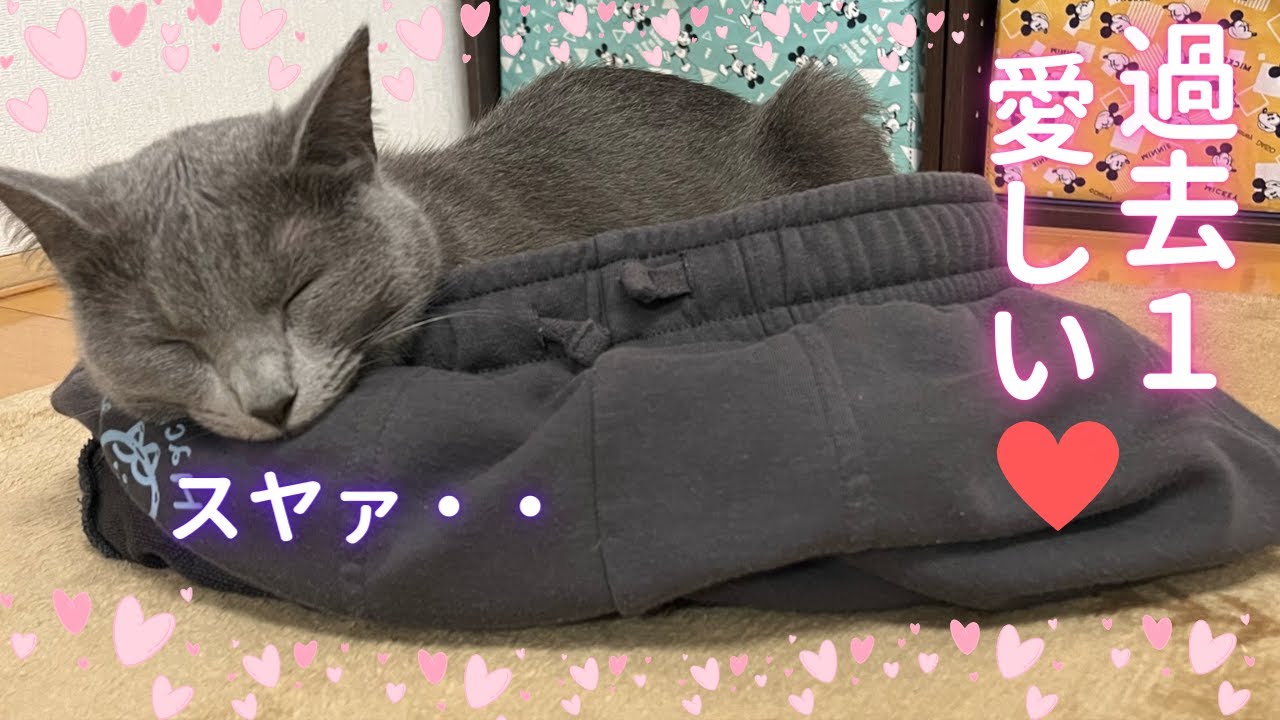 過去１寝方が愛しい猫（ロシアンブルー）