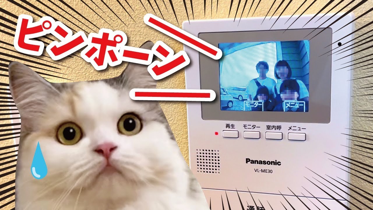 熱狂的なつくしファンが自宅まで遊びにきちゃいました笑【関西弁でしゃべる猫】