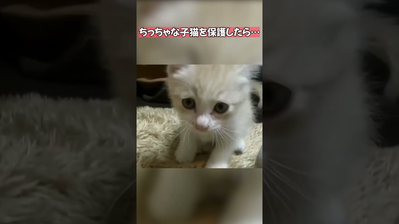 段ボールに捨てられてた子猫を保護したんだけど…　#shorts