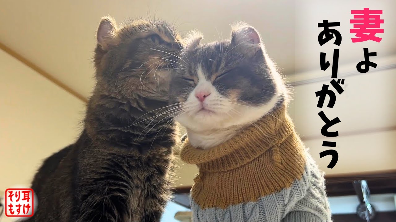 療養中ずっと離れない妻に感謝を伝えたら最高の幸せ顔してくれた💕