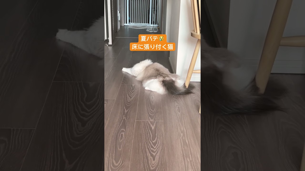 【ラグドール】夏バテ猫が床に張り付いてました #cat #ragdoll #猫のいる暮らし #ハチワレ #ネコ #猫 #ラグドール #shorts