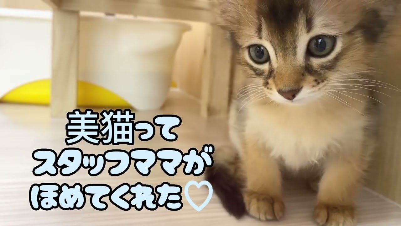 2023.6.17新しく仲間入りしたソマリちゃん♡